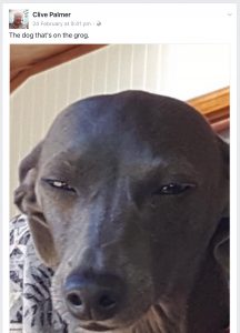 Dog on Grog