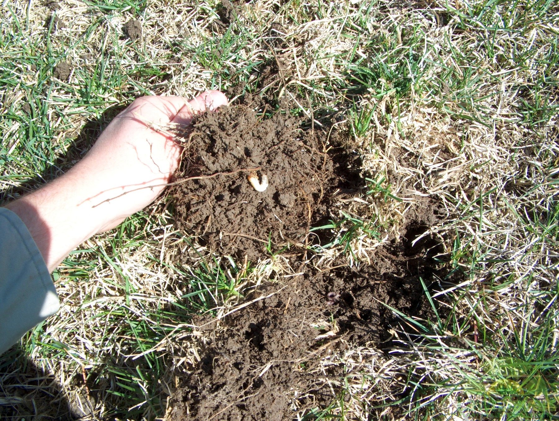 How To Dig Up A Lawn