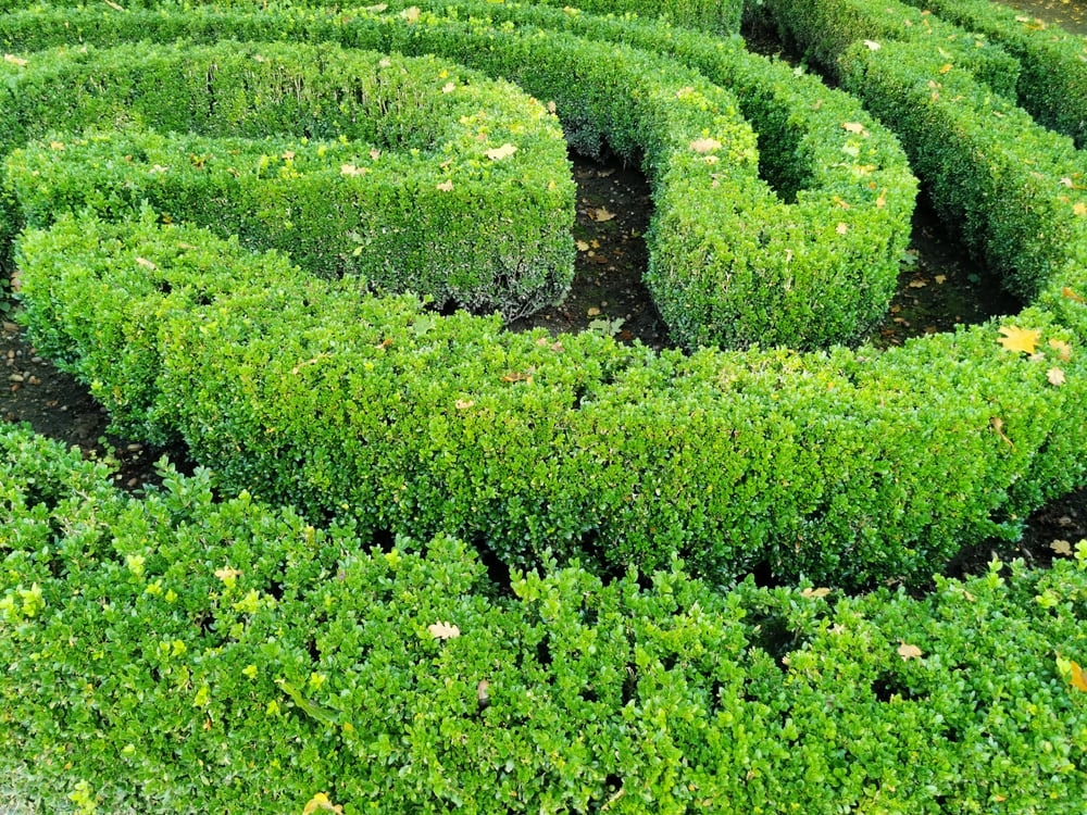 How To Build A Hedge Maze
