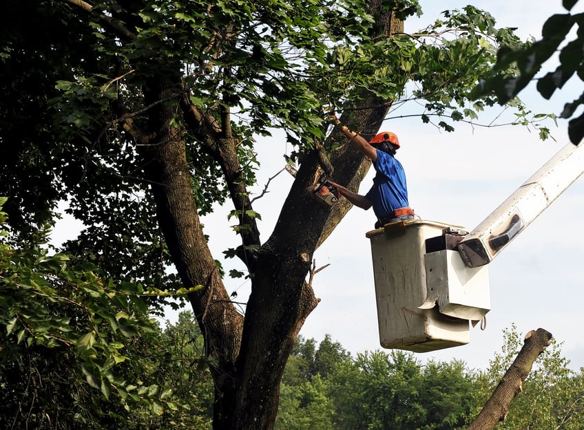 how-to-cut-down-a-tree-remove-branches