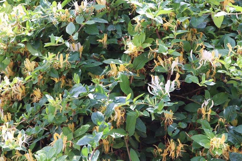 Honeysuckle shrub/ hedge