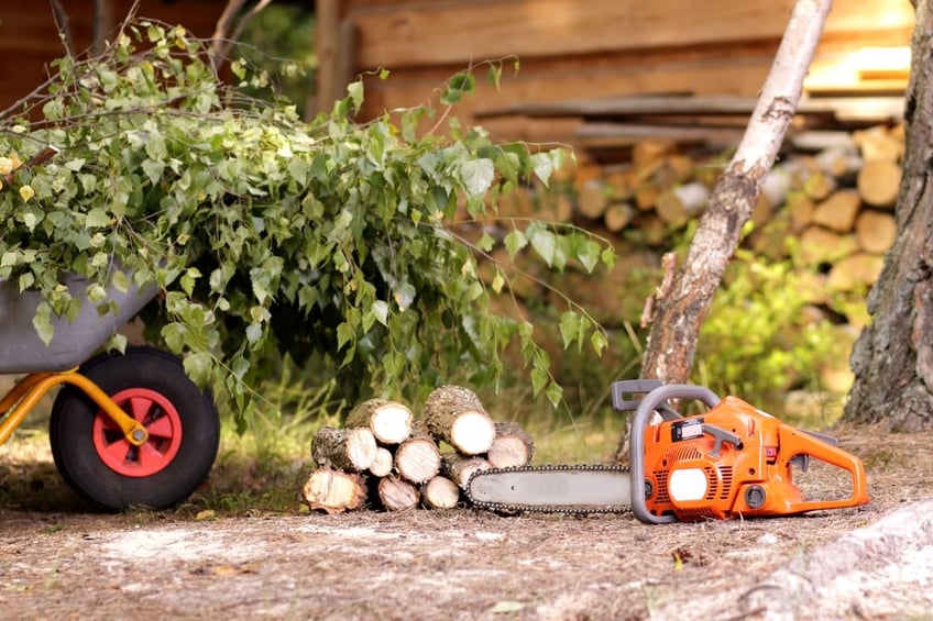 trimmed trees and chainsaw