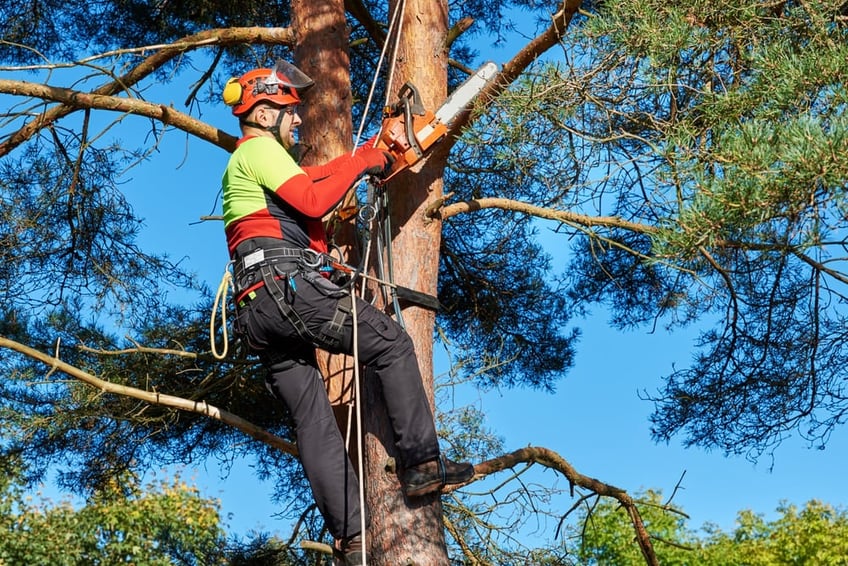 Rigged up arborist