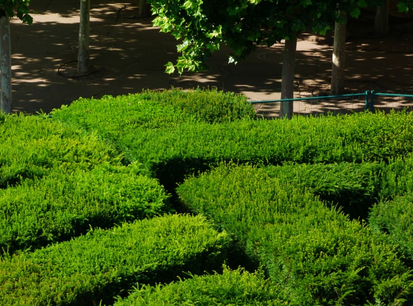 How To Build A Hedge Maze iseekplant