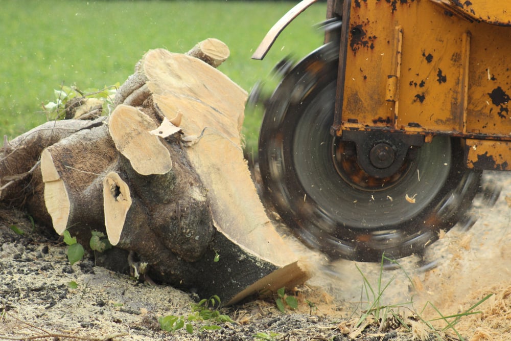 Stump Grinding Cost Guide 2022 How much does stump grinding cost