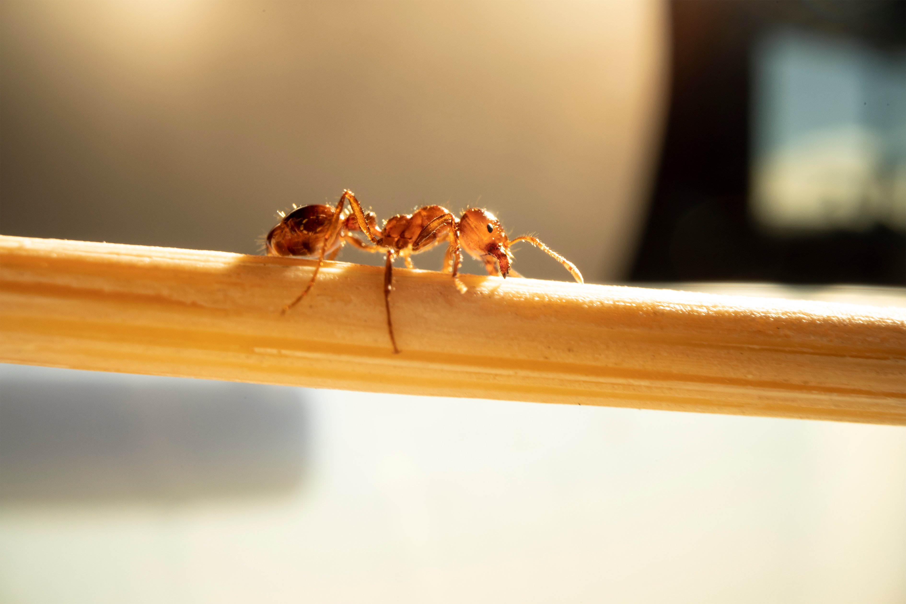 Header image - Fire ant-1